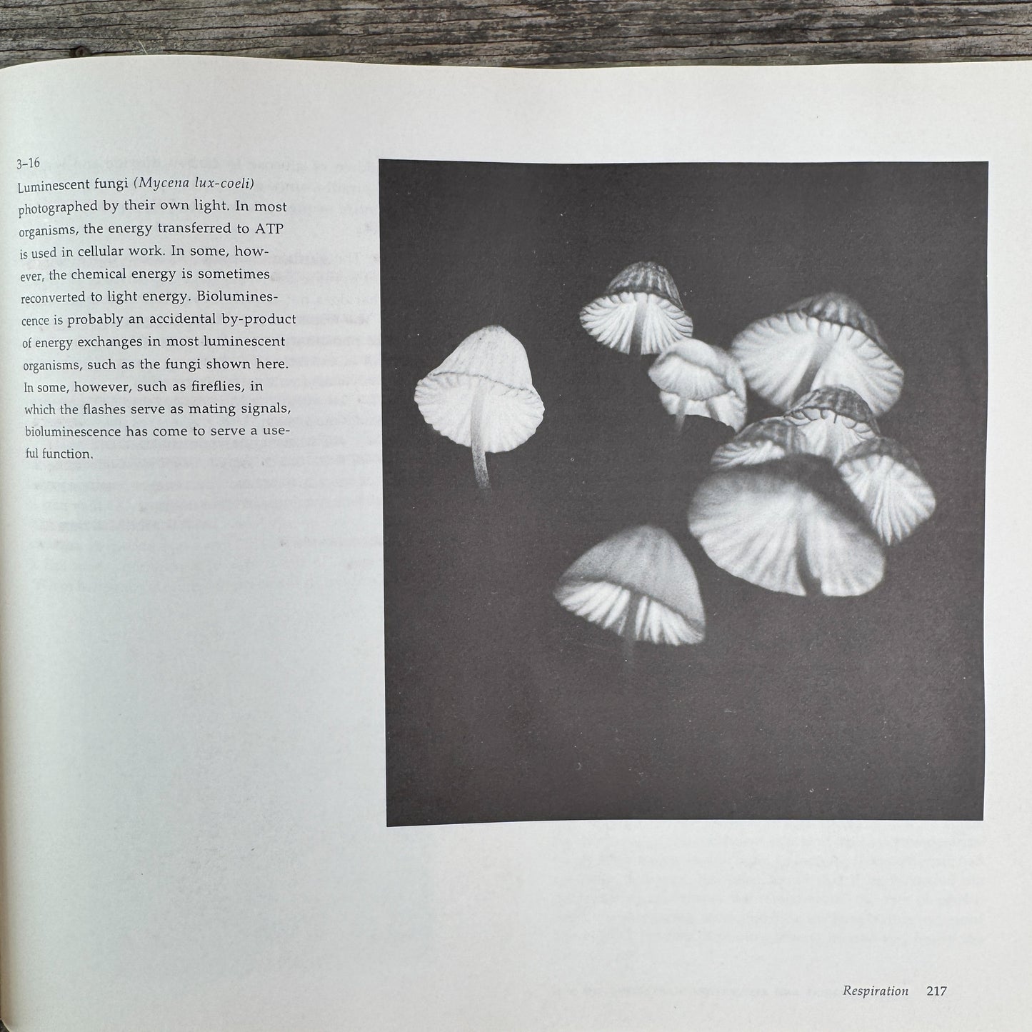 Biology of Plants, Peter Raven and Helena Curtis, 1971, Nature Study