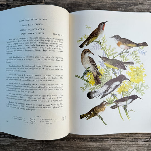 Australian Honeyeaters, Brigadier Hugh R. Officer, 1965 Color Bird Art