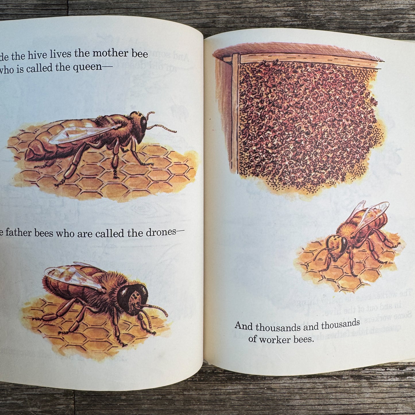 The Honeybee, Karin Clafford Farley, 1972