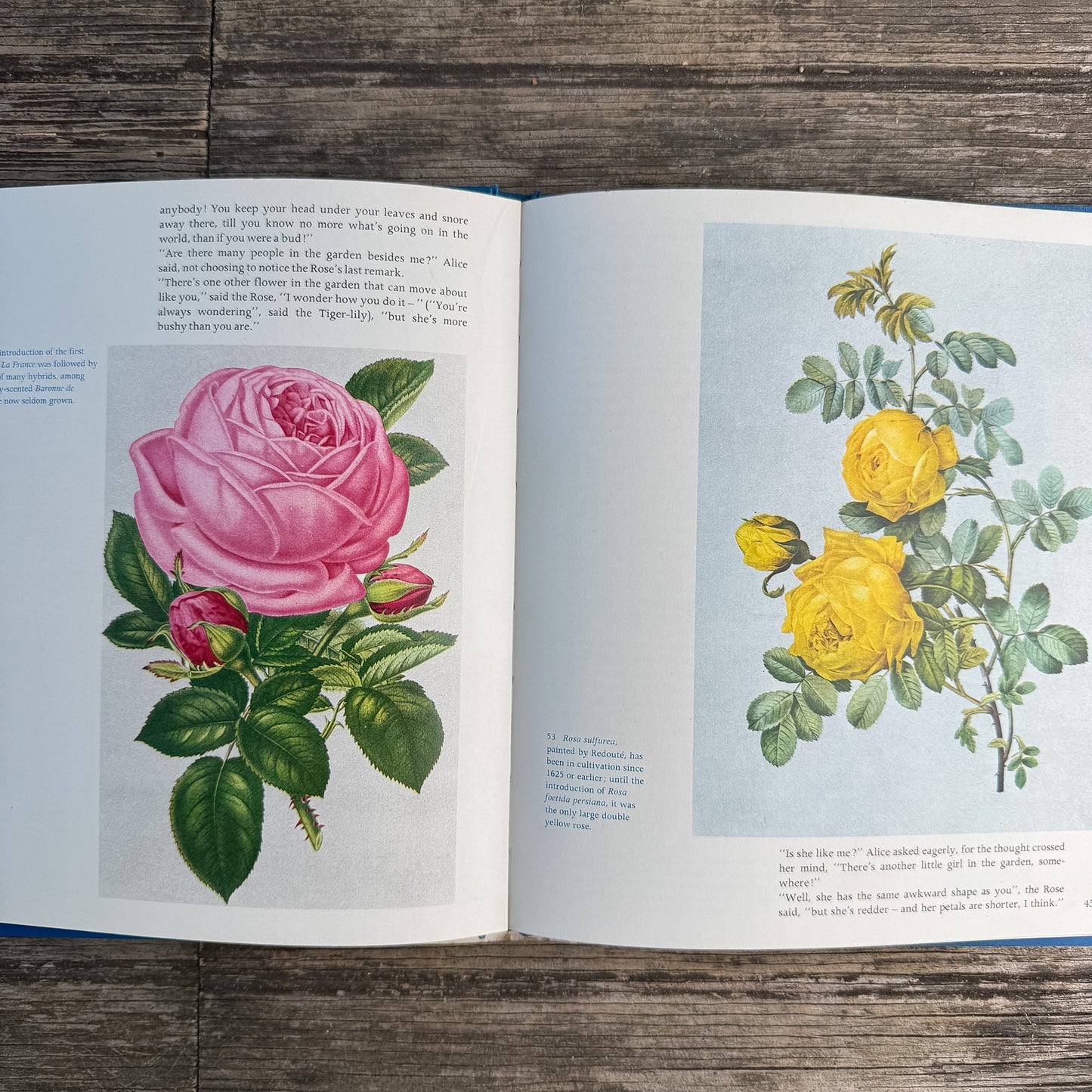 Roses, Peter Coats, 1973 Illustrated Octopus Edition