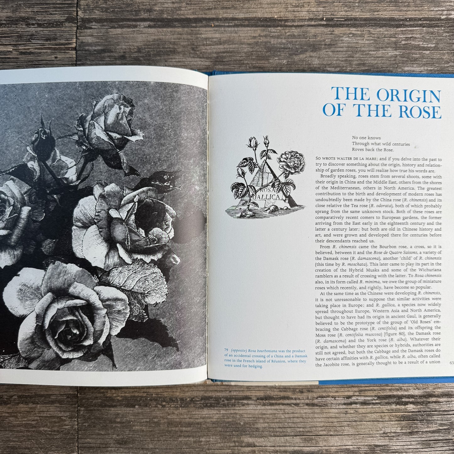 Roses, Peter Coats, 1973 Illustrated Octopus Edition