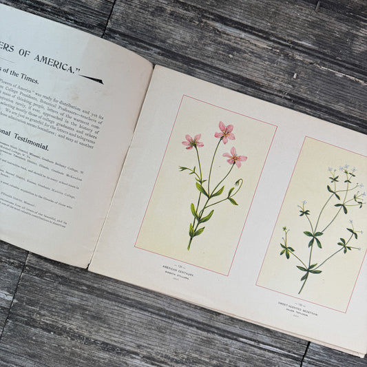 Wildflowers of America Botanical Fine Art Weekly Magazine, Vol. 1, No. 9, July 10, 1894