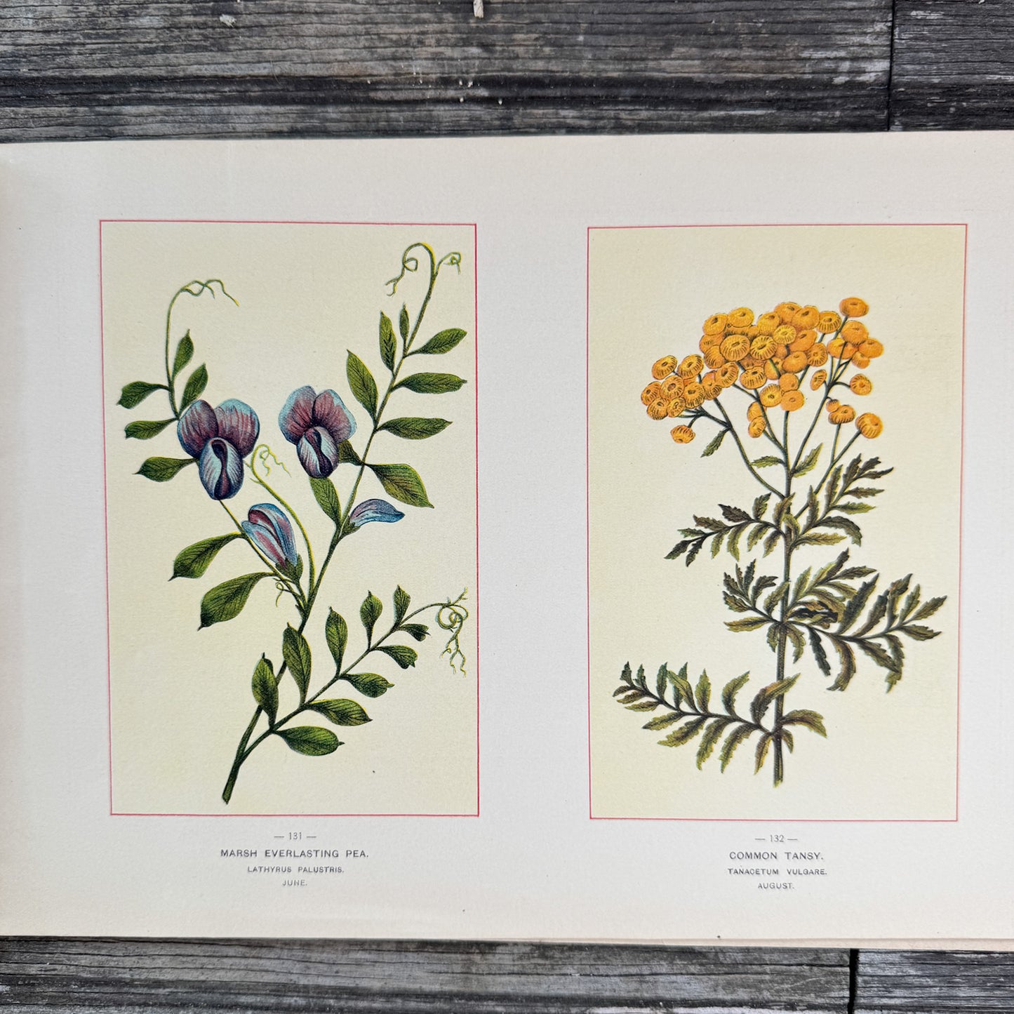 Wildflowers of America Botanical Fine Art Weekly Magazine, Vol. 1, No. 9, July 10, 1894