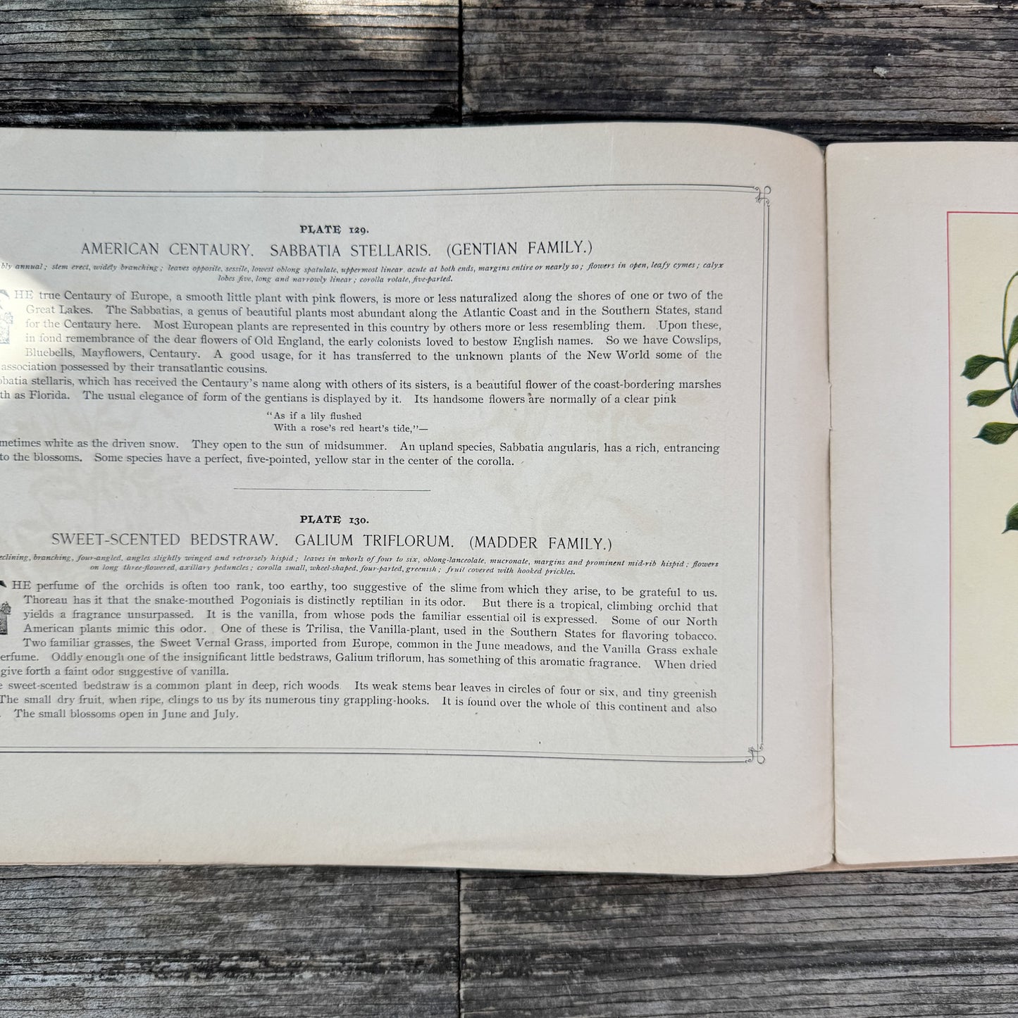 Wildflowers of America Botanical Fine Art Weekly Magazine, Vol. 1, No. 9, July 10, 1894