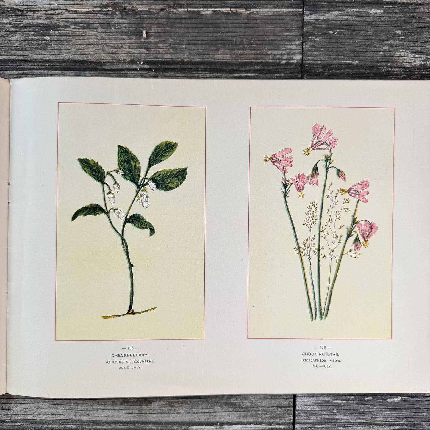 Wildflowers of America Botanical Fine Art Weekly Magazine, Vol. 1, No. 9, July 10, 1894