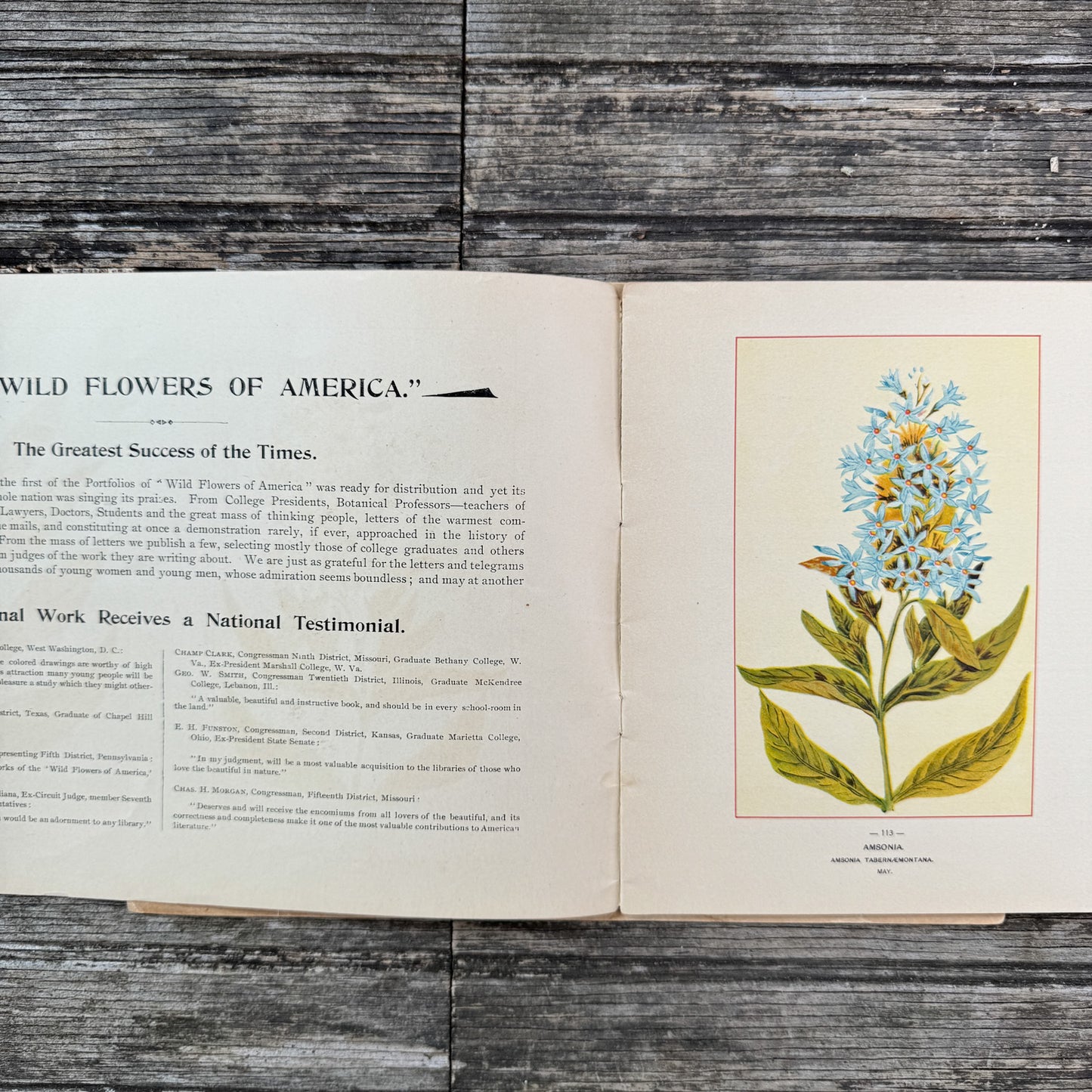 Wildflowers of America Botanical Fine Art Weekly Magazine, Vol. 1, No. 8, July 3, 1894