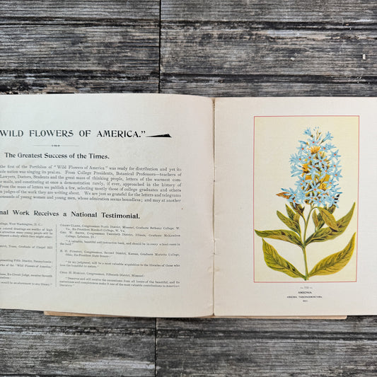 Wildflowers of America Botanical Fine Art Weekly Magazine, Vol. 1, No. 8, July 3, 1894