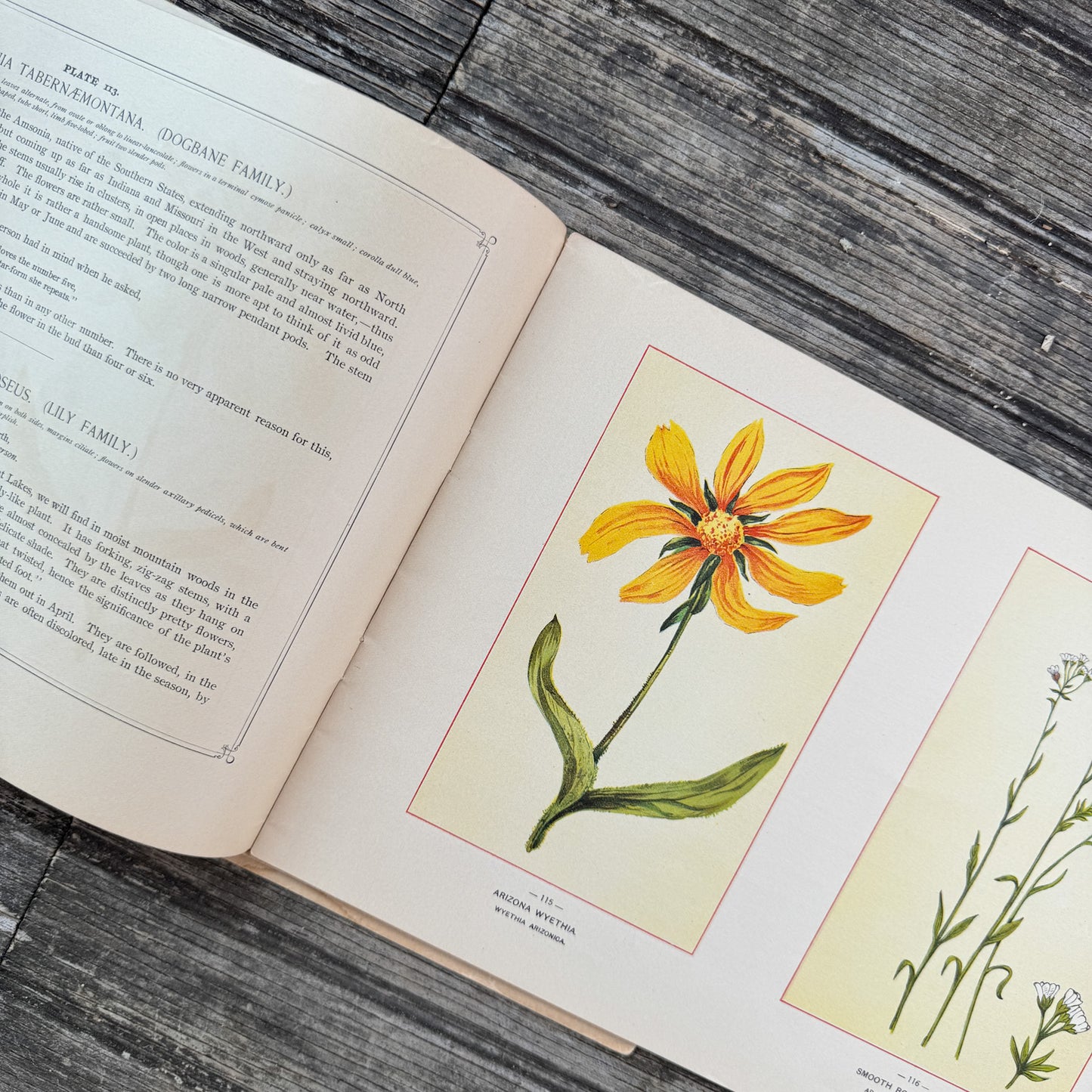 Wildflowers of America Botanical Fine Art Weekly Magazine, Vol. 1, No. 8, July 3, 1894