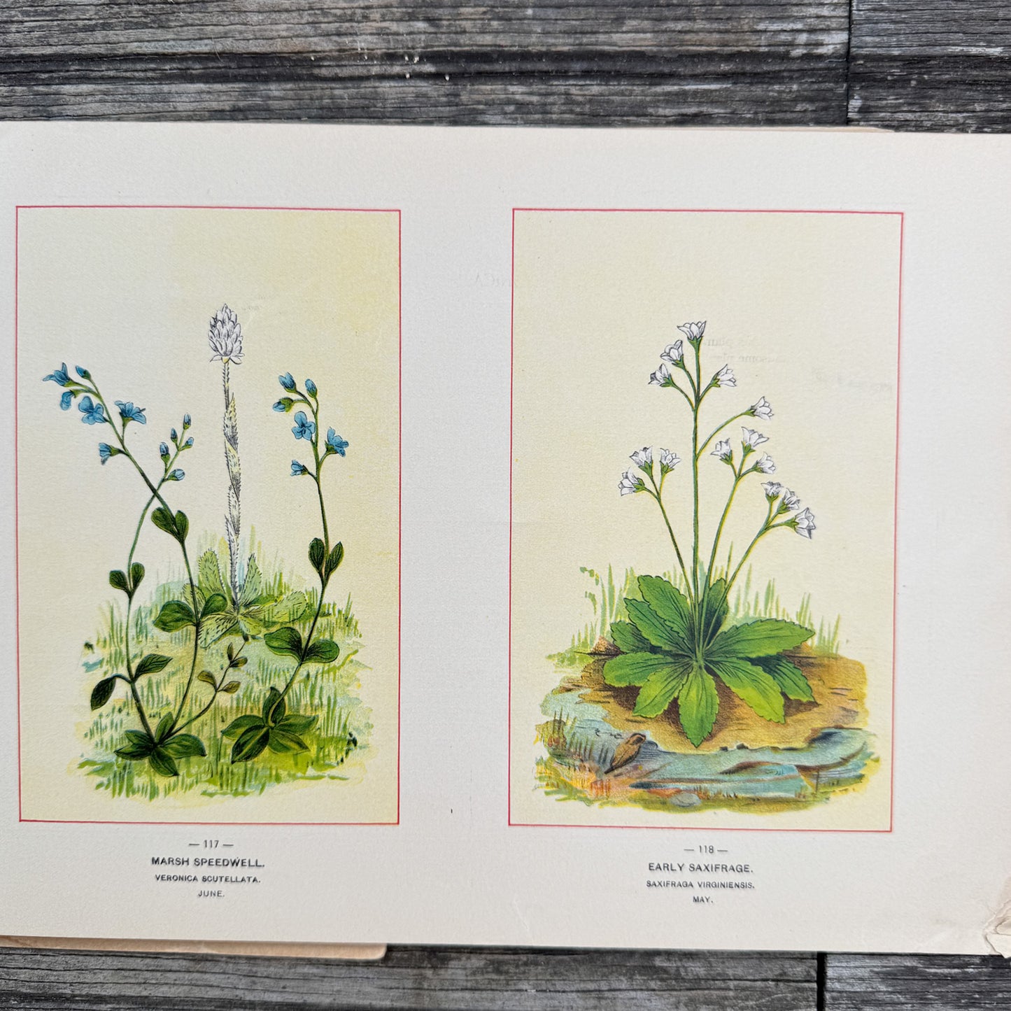 Wildflowers of America Botanical Fine Art Weekly Magazine, Vol. 1, No. 8, July 3, 1894