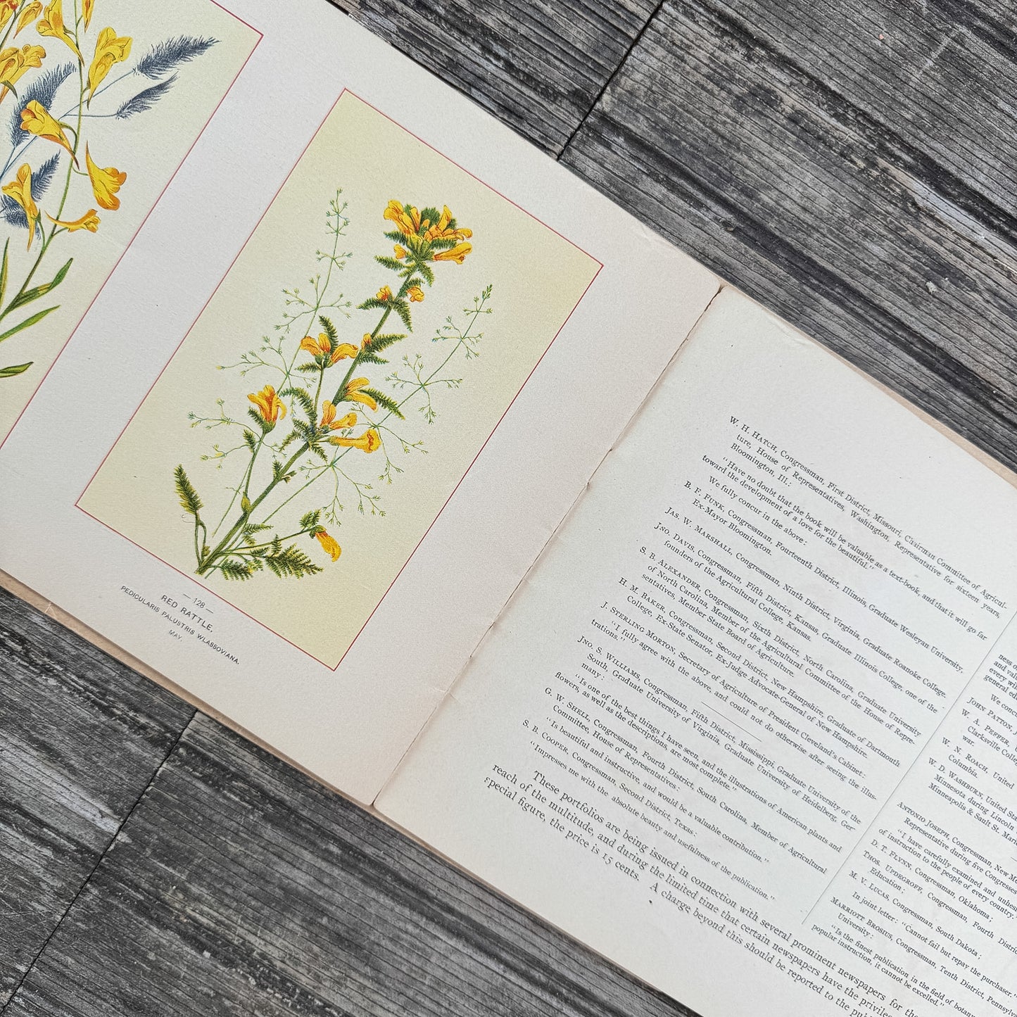 Wildflowers of America Botanical Fine Art Weekly Magazine, Vol. 1, No. 8, July 3, 1894