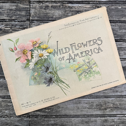 Wildflowers of America Botanical Fine Art Weekly Magazine,  Vol. 1, No. 6,  June 19, 1894
