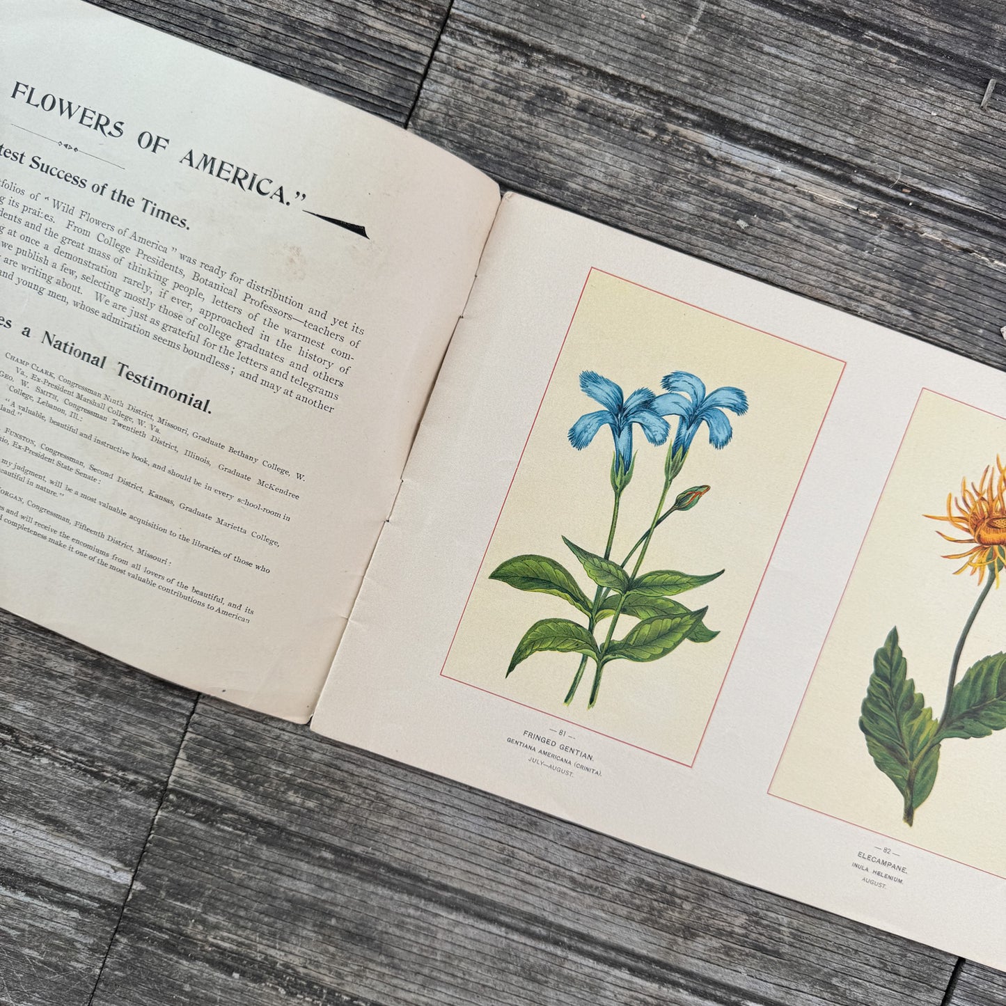 Wildflowers of America Botanical Fine Art Weekly Magazine,  Vol. 1, No. 6,  June 19, 1894