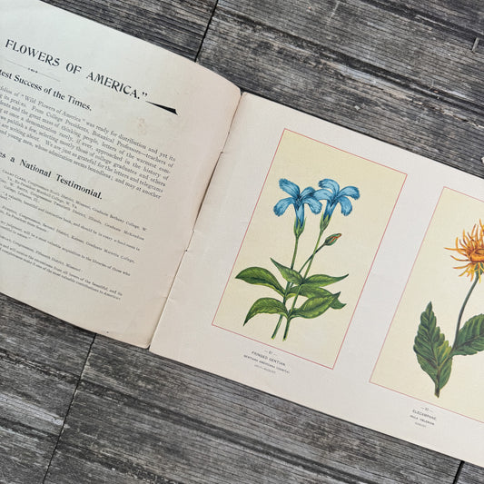 Wildflowers of America Botanical Fine Art Weekly Magazine,  Vol. 1, No. 6,  June 19, 1894