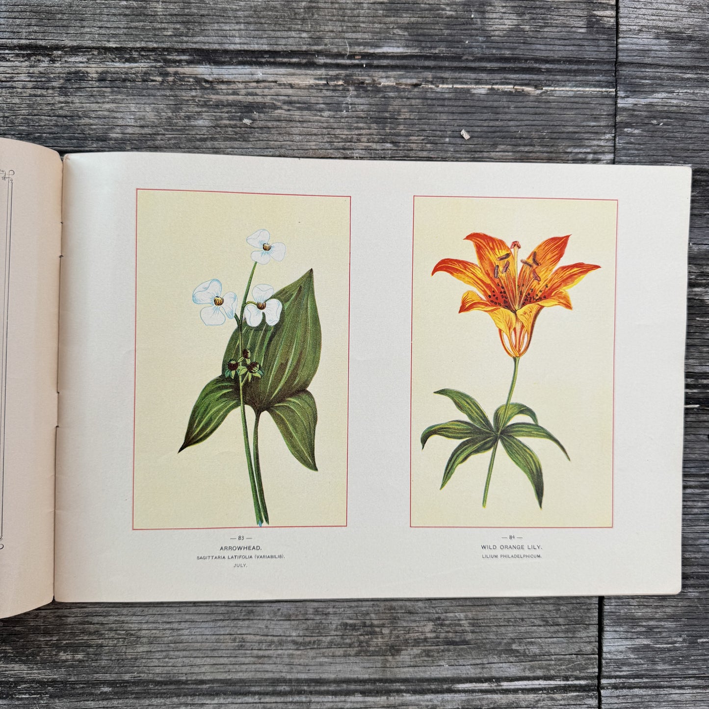 Wildflowers of America Botanical Fine Art Weekly Magazine,  Vol. 1, No. 6,  June 19, 1894