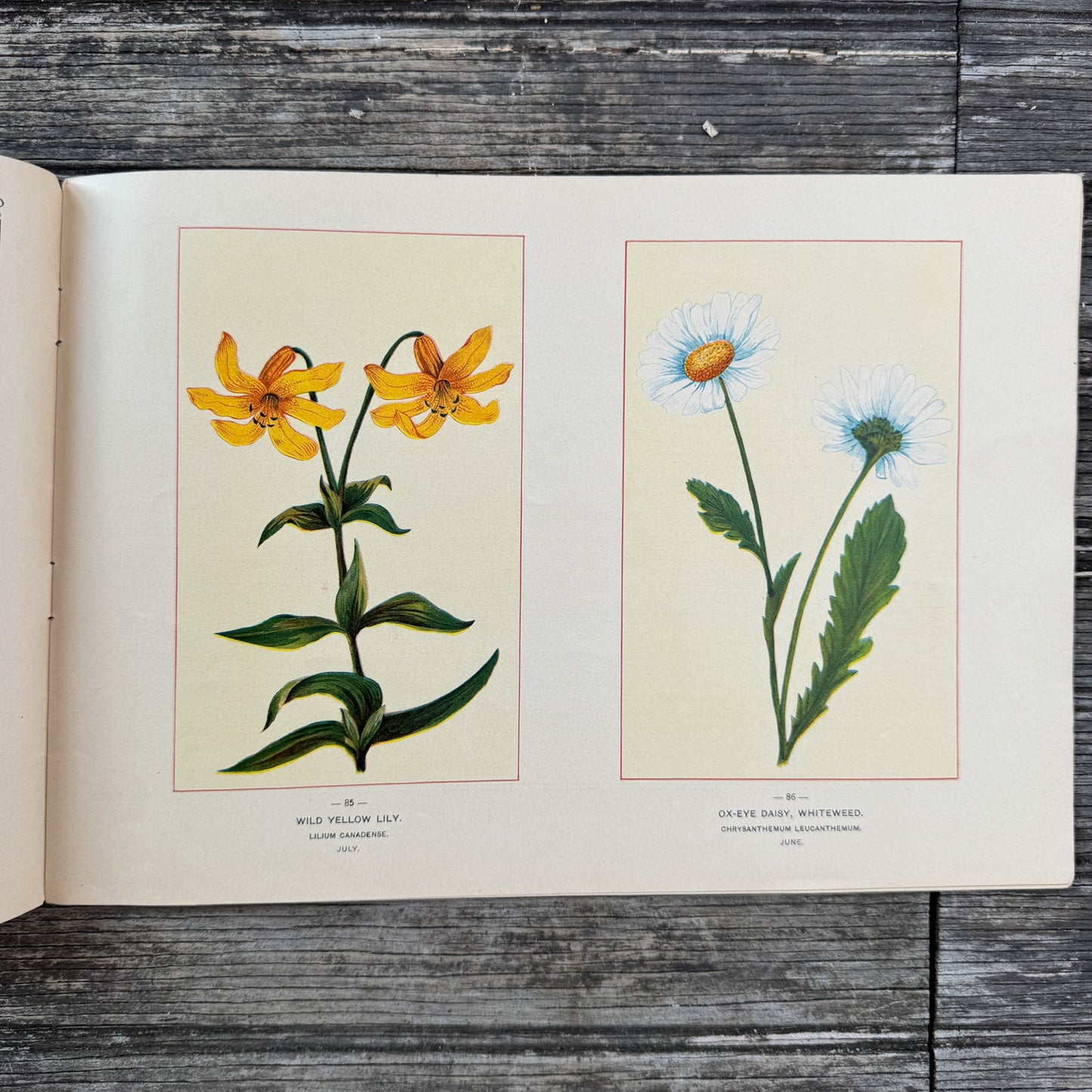 Wildflowers of America Botanical Fine Art Weekly Magazine,  Vol. 1, No. 6,  June 19, 1894