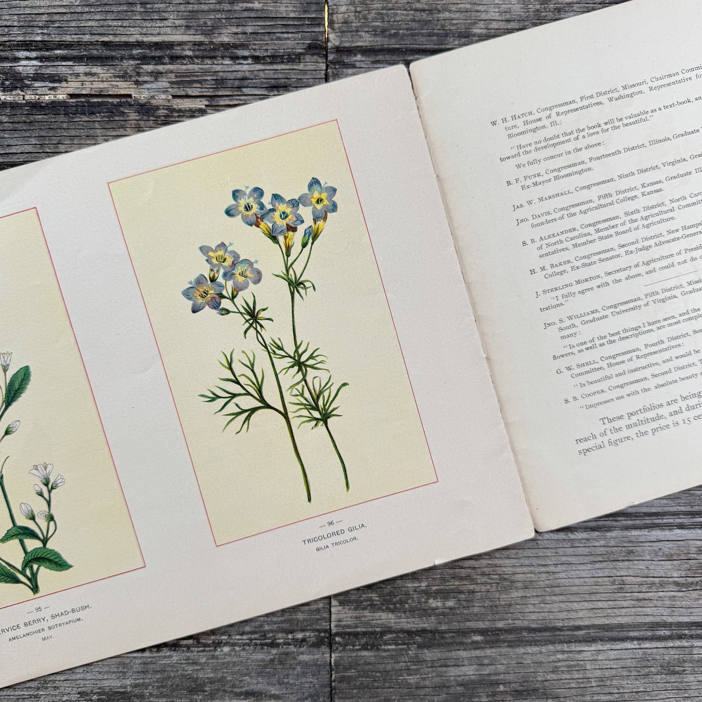 Wildflowers of America Botanical Fine Art Weekly Magazine,  Vol. 1, No. 6,  June 19, 1894