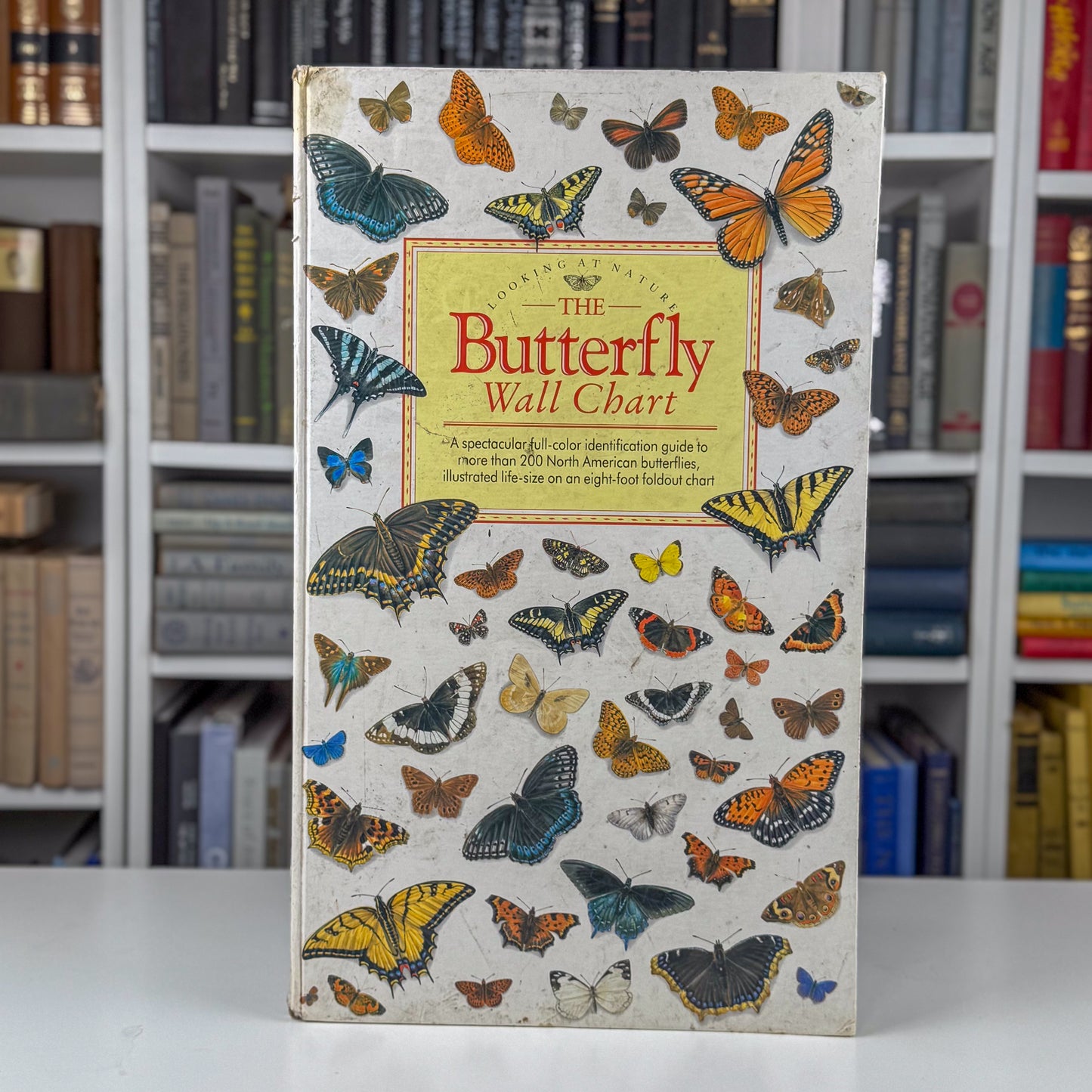 The Butterfly Wall Chart, Oversized 8-Foot Fold Out Identification Guide, 1991 Hardcover