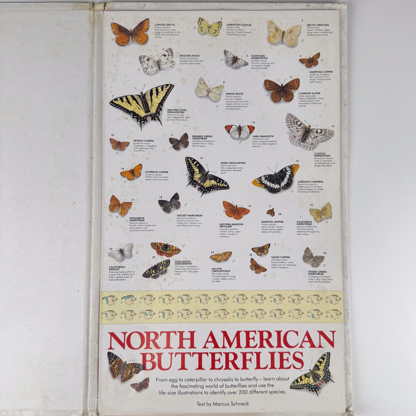 The Butterfly Wall Chart, Oversized 8-Foot Fold Out Identification Guide, 1991 Hardcover