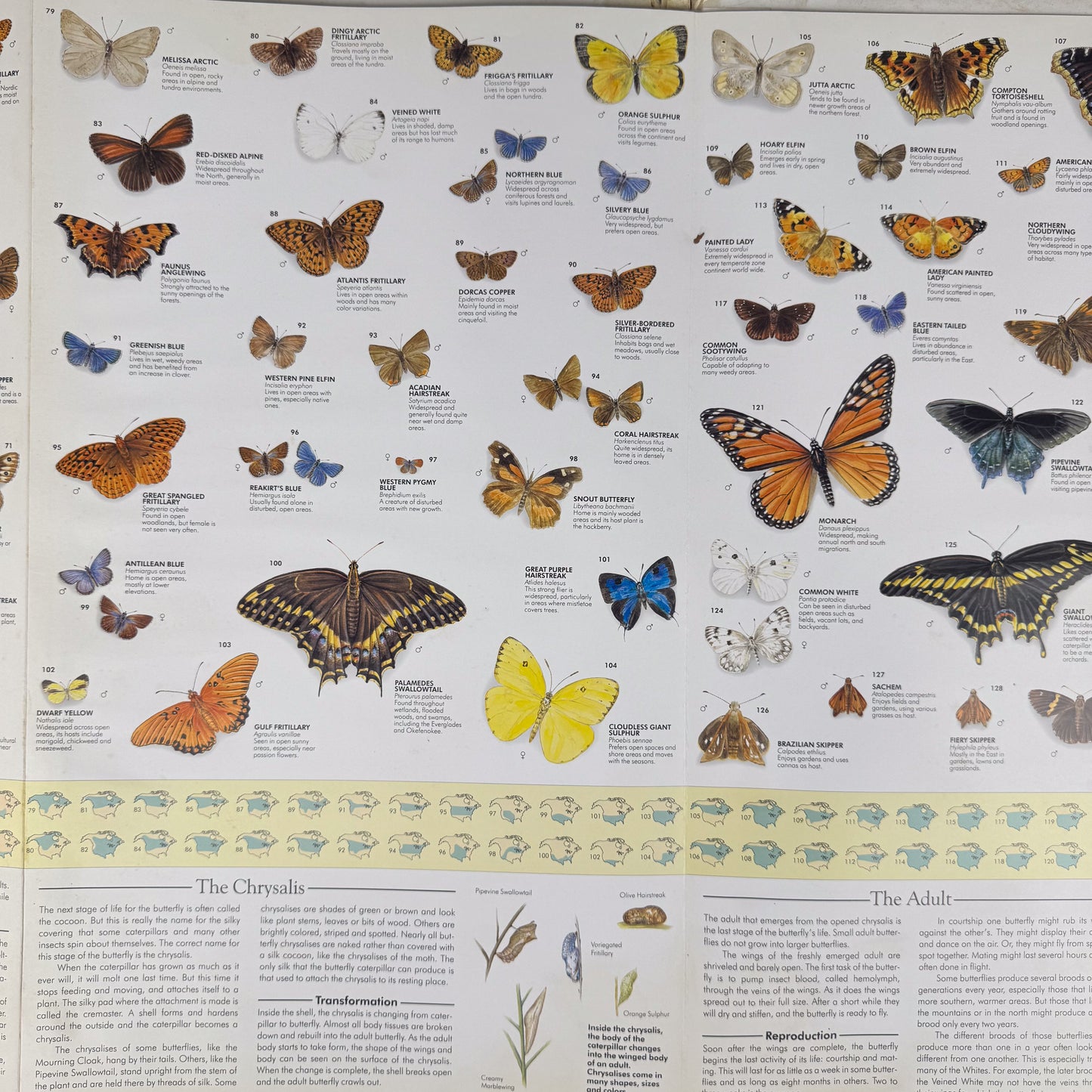 The Butterfly Wall Chart, Oversized 8-Foot Fold Out Identification Guide, 1991 Hardcover