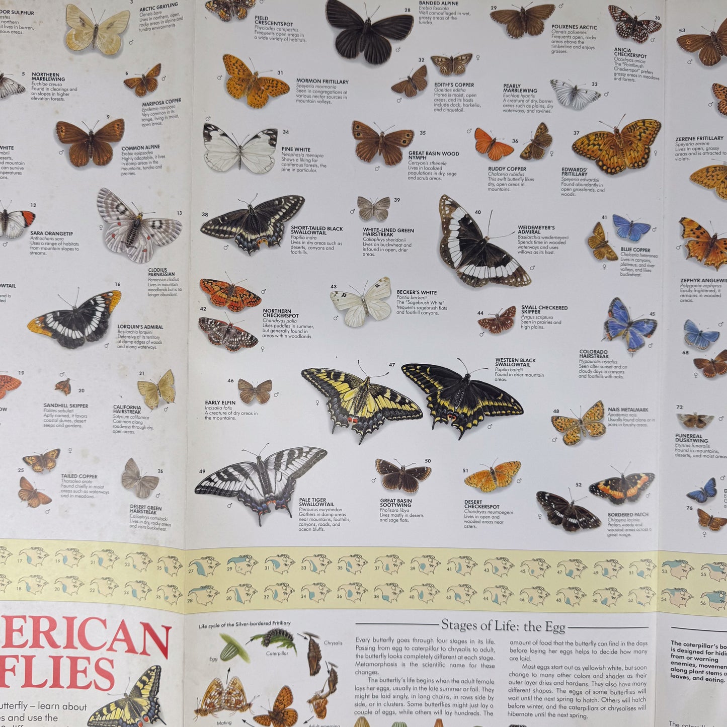 The Butterfly Wall Chart, Oversized 8-Foot Fold Out Identification Guide, 1991 Hardcover