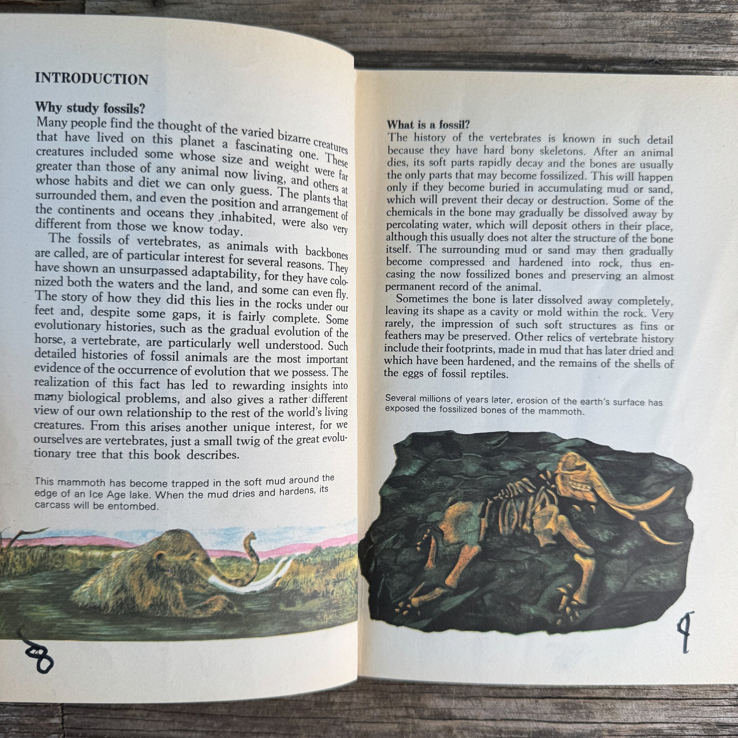 Prehistoric Animals, Barry Cox, A Grosset All-Color Guide, 1970