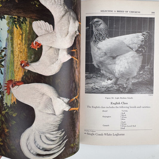The Poultry Profit Guide, 1952 Agricultural Guide