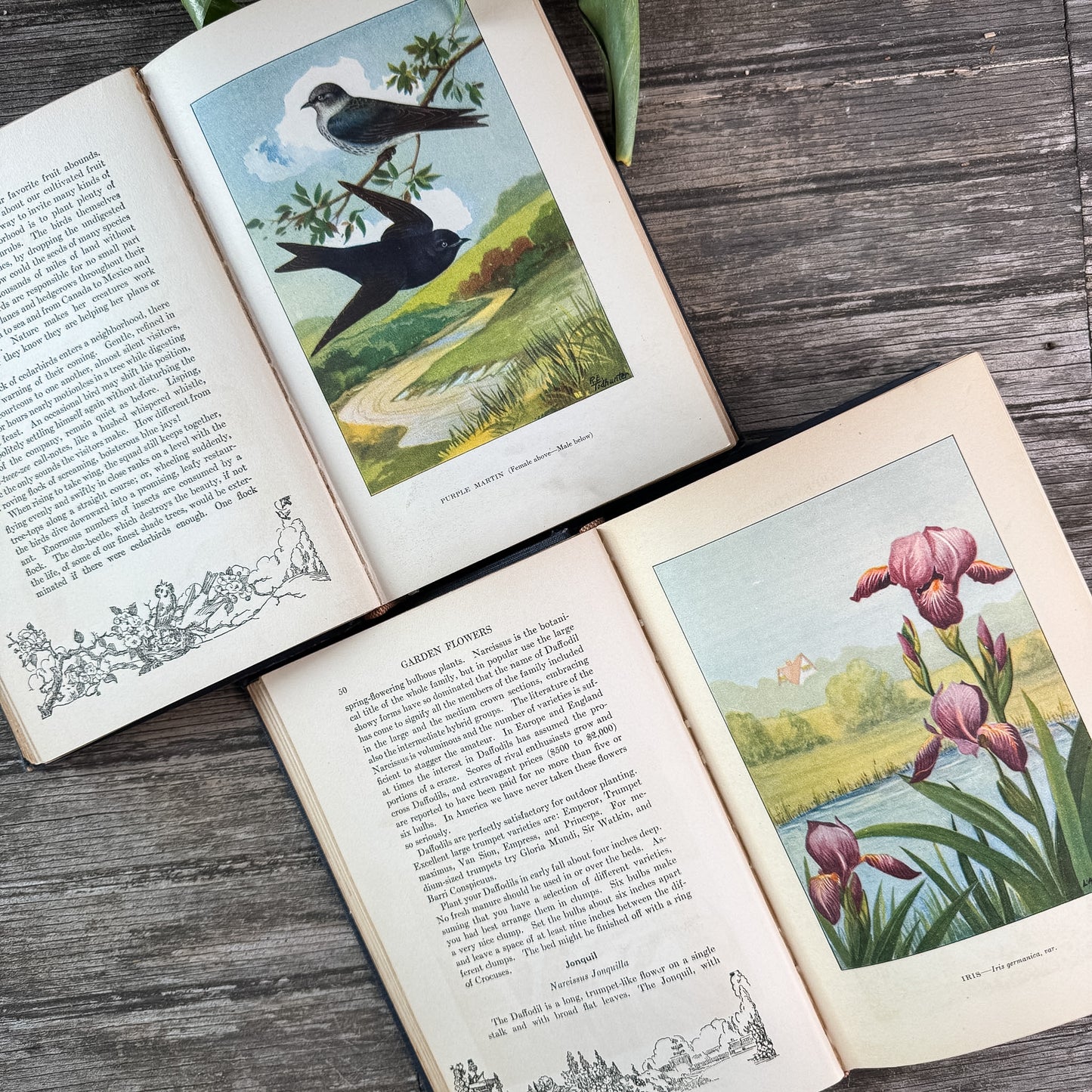 The Nature Library: Birds and The Nature Library: Garden Flowers, 1926
