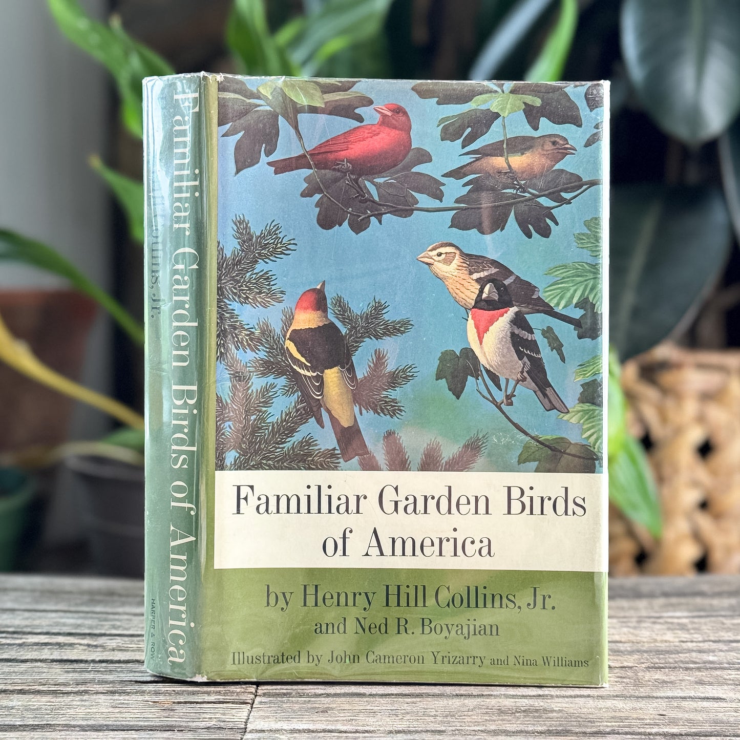 Familiar Garden Birds of America, Illustrated 1965 First Edition