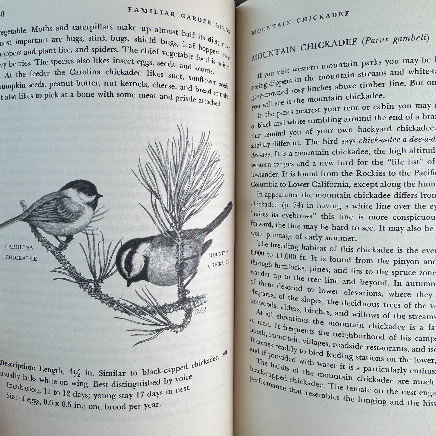 Familiar Garden Birds of America, Illustrated 1965 First Edition