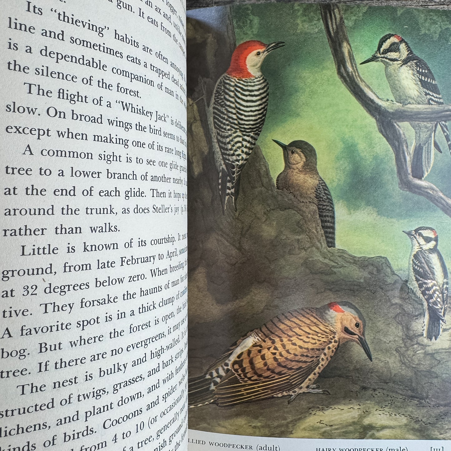 Familiar Garden Birds of America, Illustrated 1965 First Edition