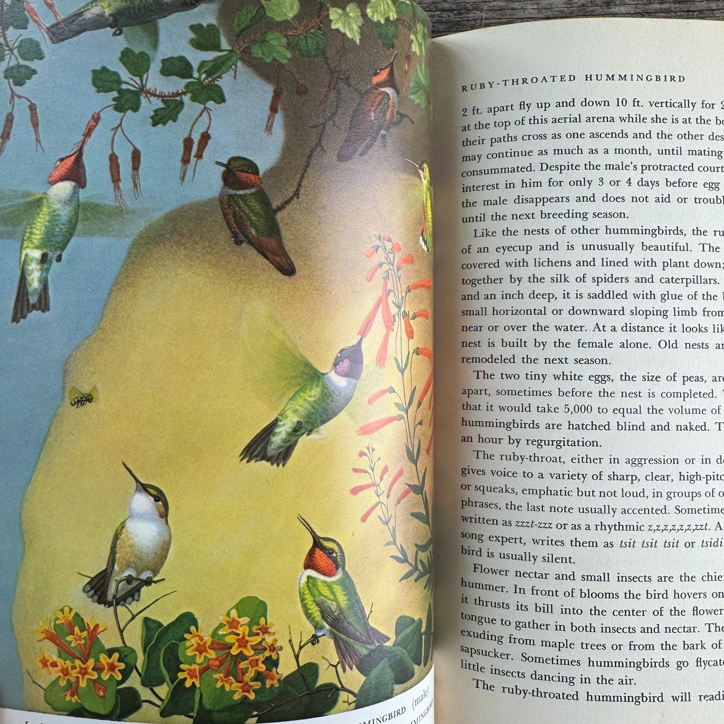 Familiar Garden Birds of America, Illustrated 1965 First Edition