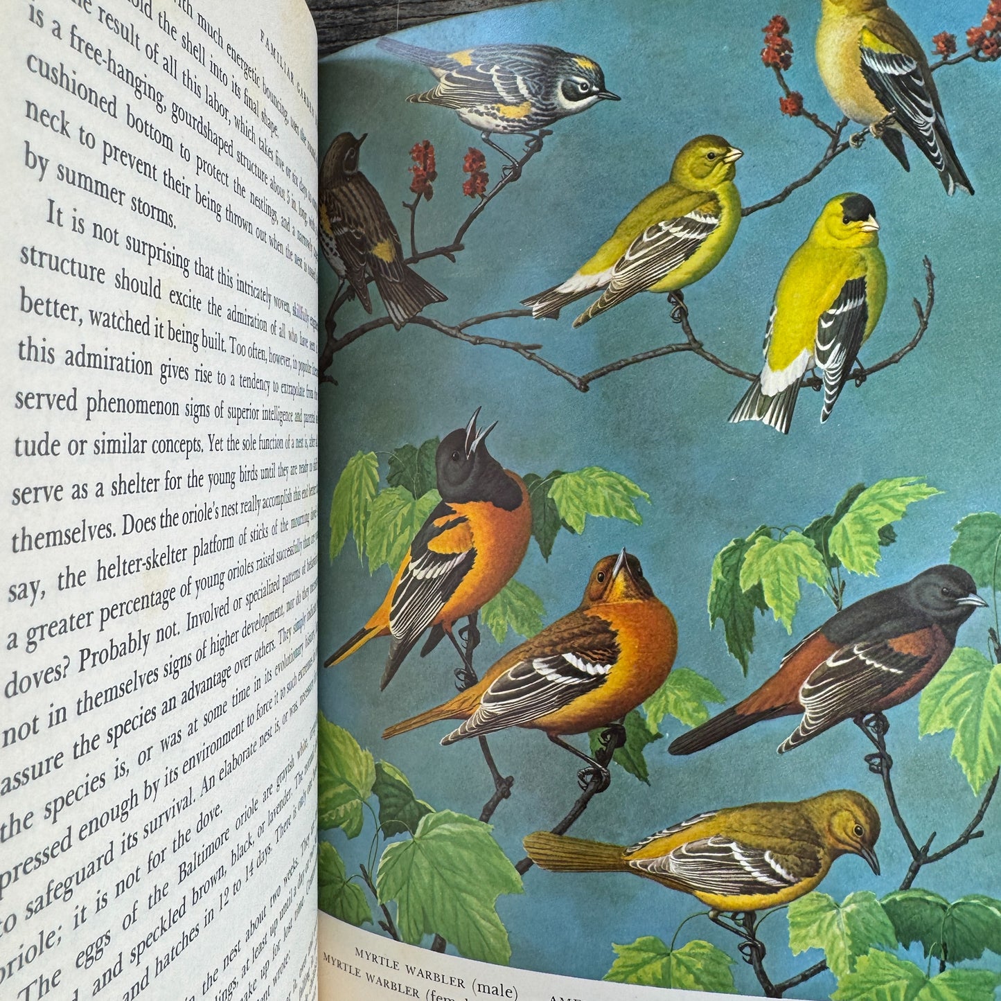 Familiar Garden Birds of America, Illustrated 1965 First Edition