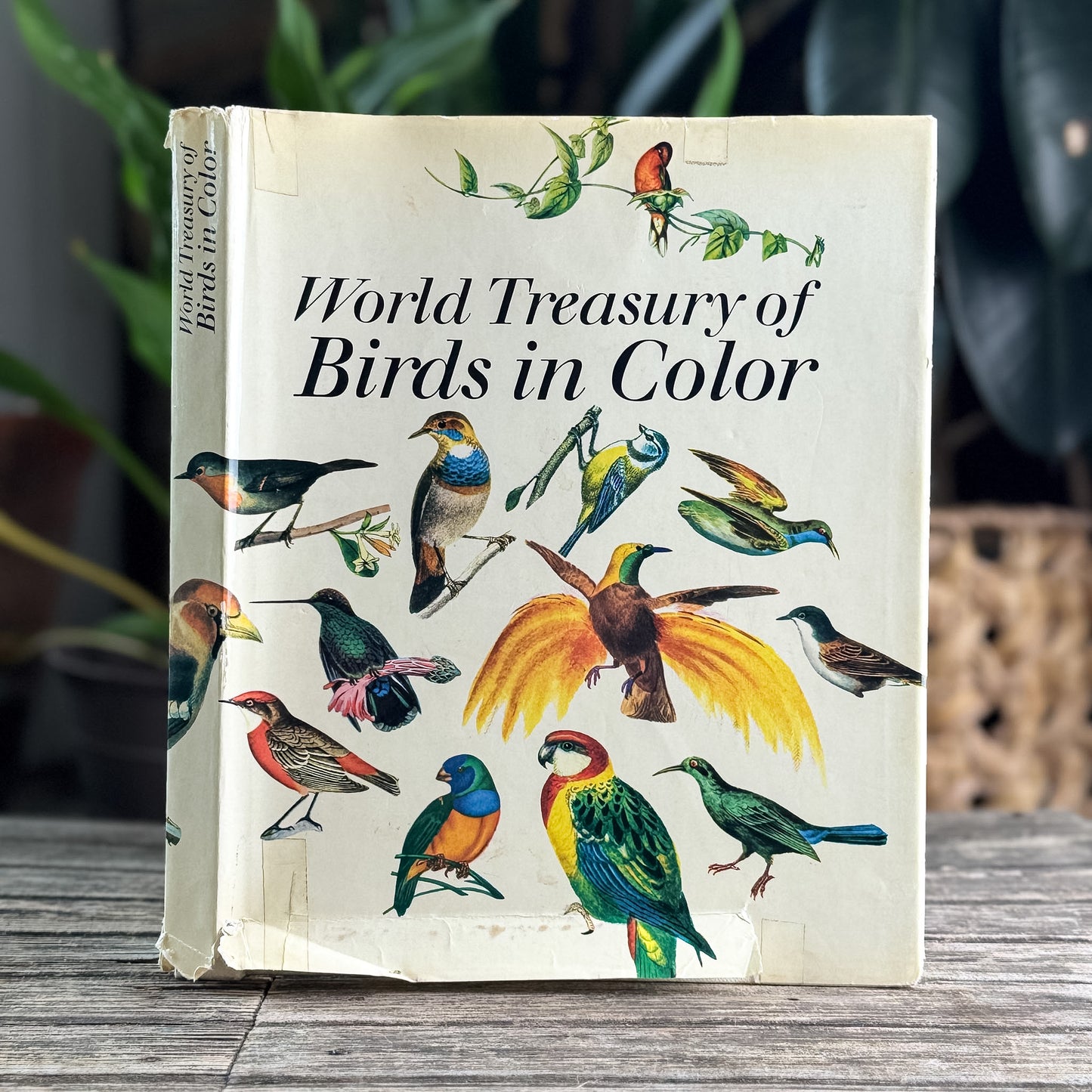 World Treasury of Birds in Color, Cecil Madsen, 1974 Ornate Illustrations