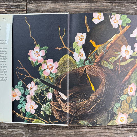 World Treasury of Birds in Color, Cecil Madsen, 1974 Ornate Illustrations