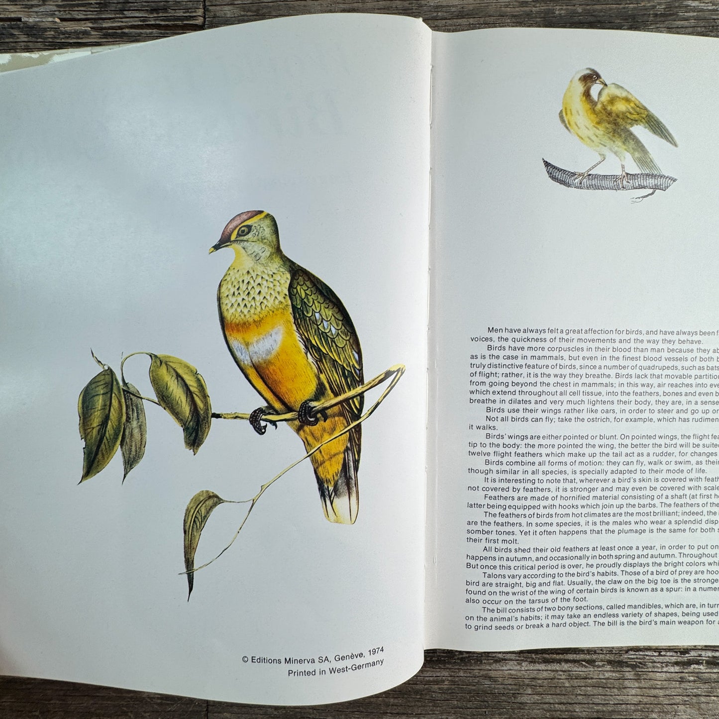 World Treasury of Birds in Color, Cecil Madsen, 1974 Ornate Illustrations