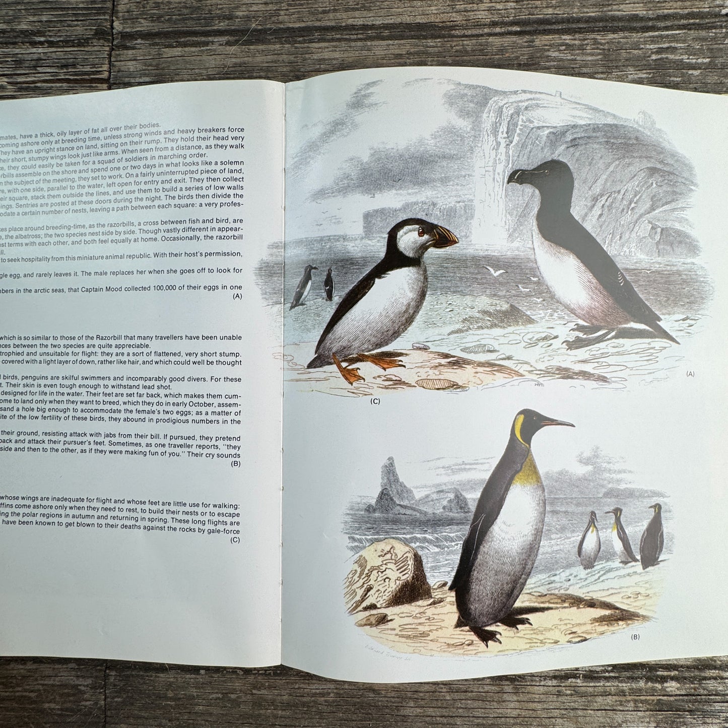 World Treasury of Birds in Color, Cecil Madsen, 1974 Ornate Illustrations