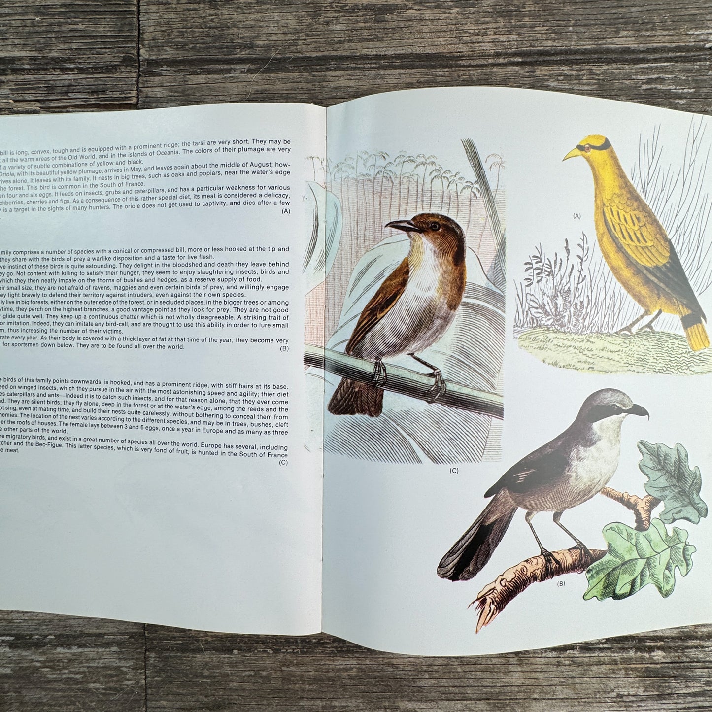 World Treasury of Birds in Color, Cecil Madsen, 1974 Ornate Illustrations
