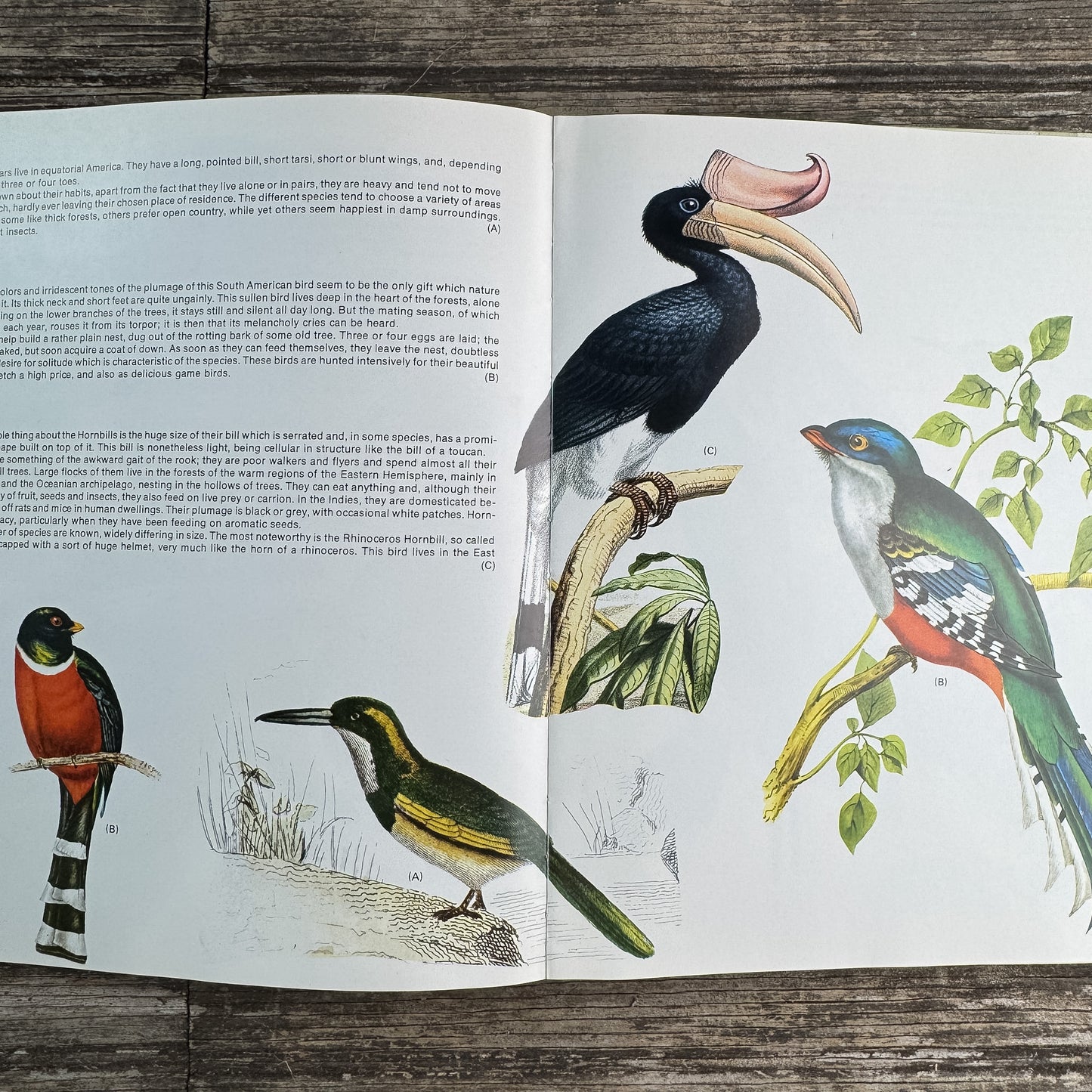 World Treasury of Birds in Color, Cecil Madsen, 1974 Ornate Illustrations