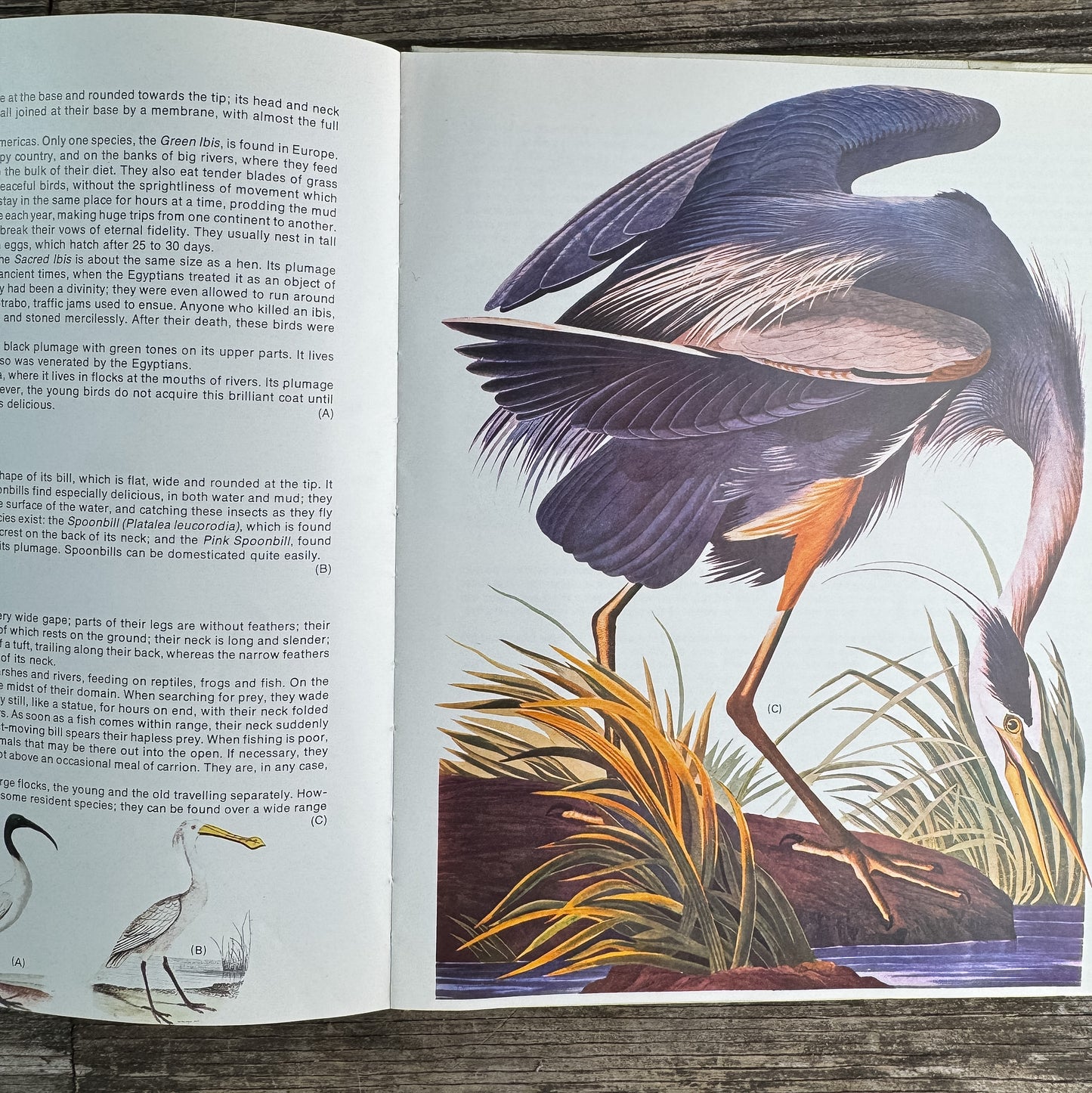 World Treasury of Birds in Color, Cecil Madsen, 1974 Ornate Illustrations