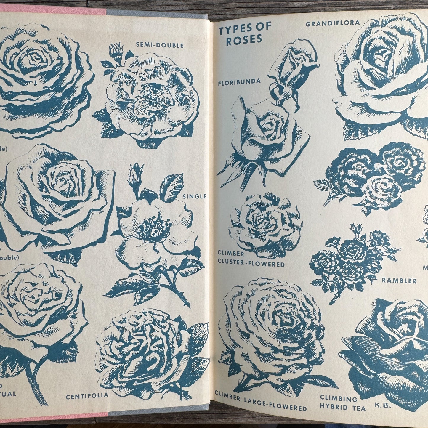 The Rockwells' Complete Book of Roses, F. F. Rockwell and Esther C. Grayson, 1958