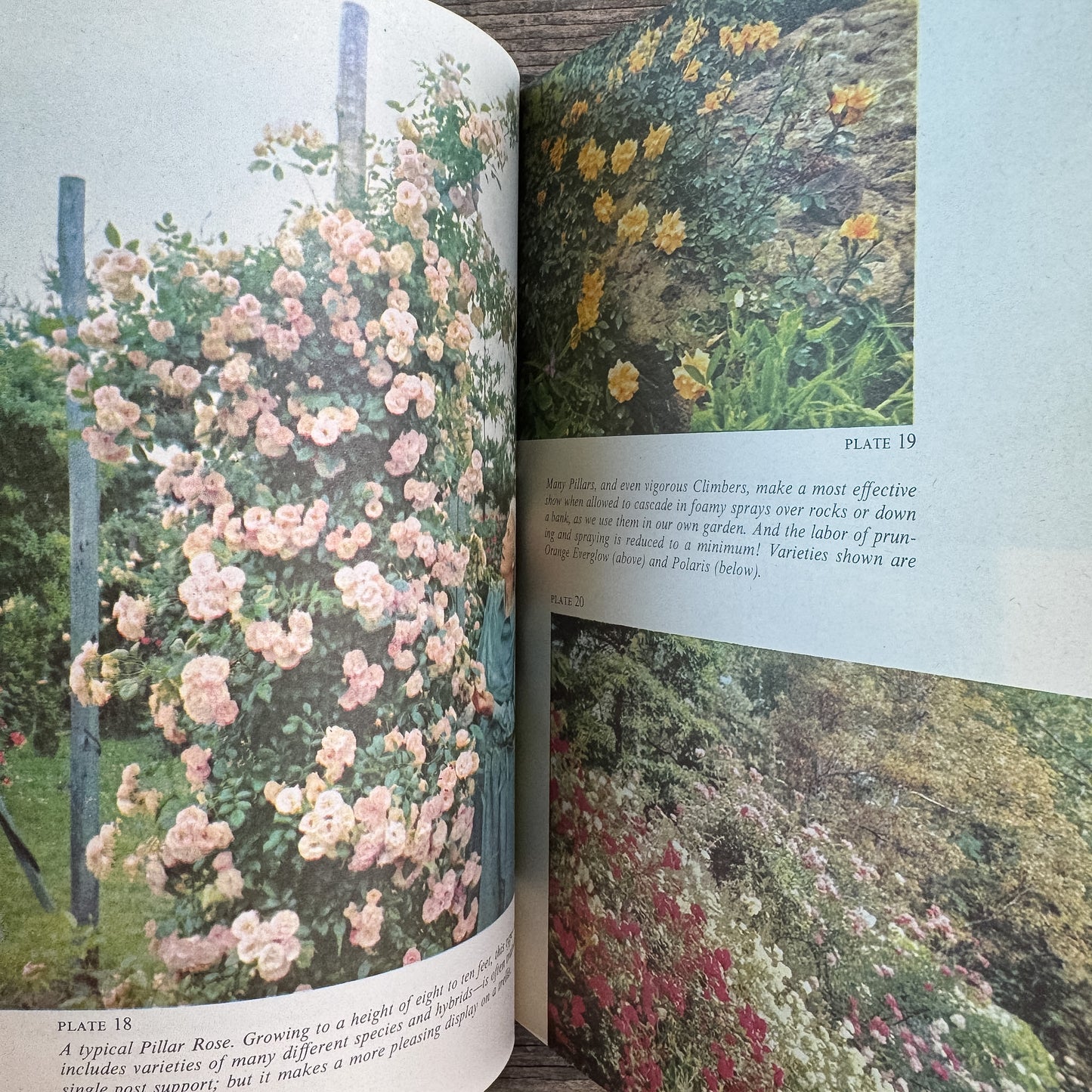 The Rockwells' Complete Book of Roses, F. F. Rockwell and Esther C. Grayson, 1958