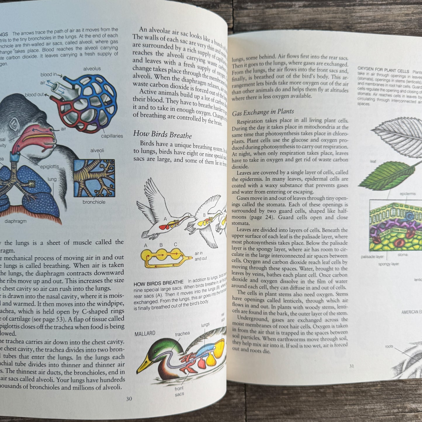 Life on Earth: Biology Today, Donald M. Silver, 1983