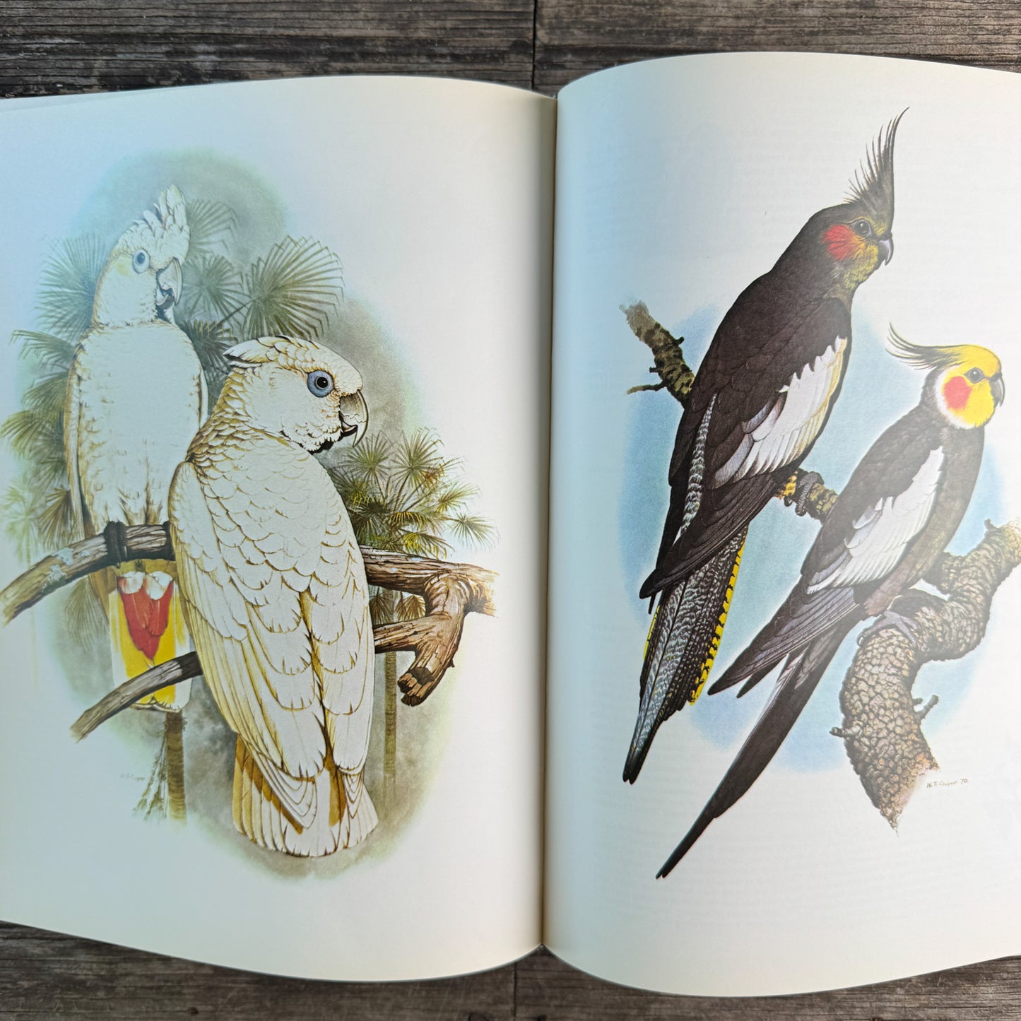 Parrots of the World, Joseph M. Forshaw, 1977