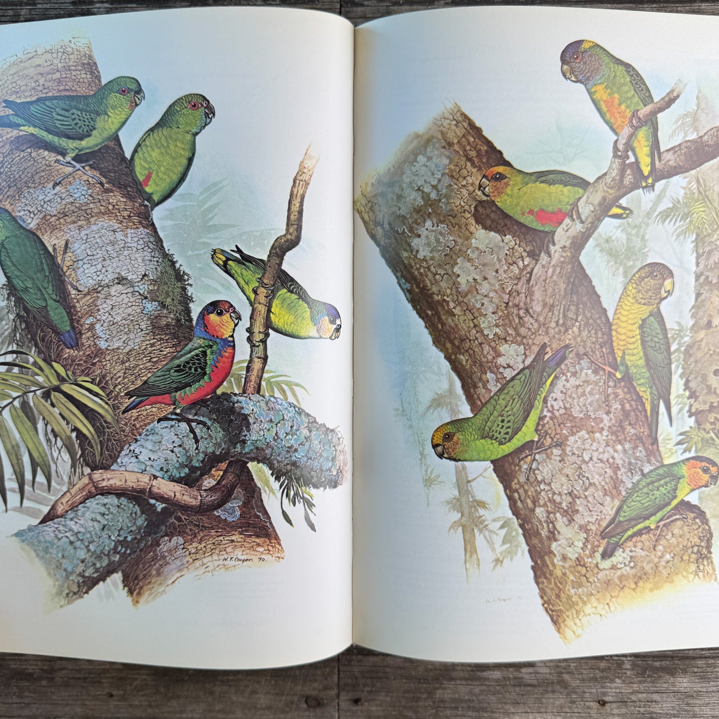 Parrots of the World, Joseph M. Forshaw, 1977