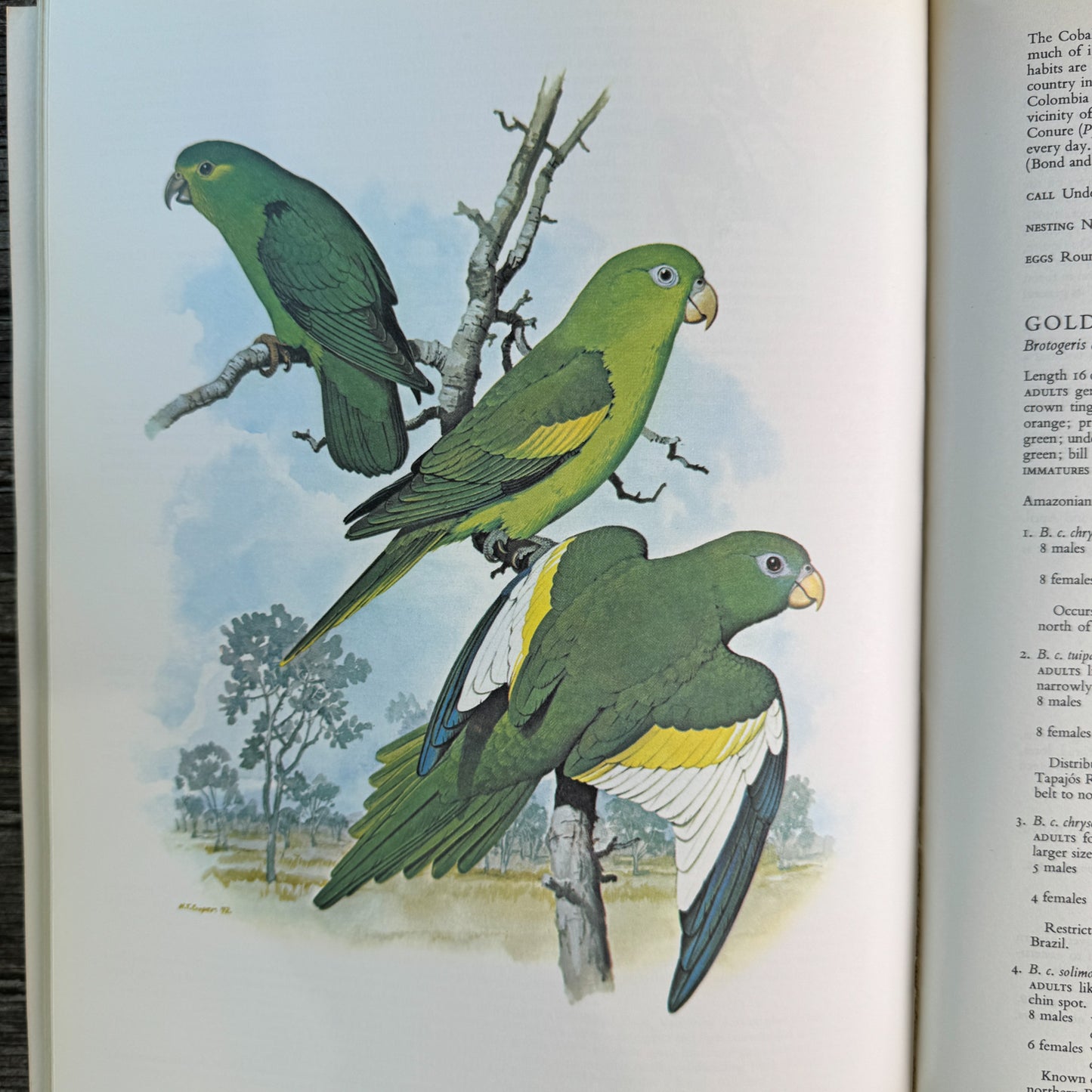 Parrots of the World, Joseph M. Forshaw, 1977