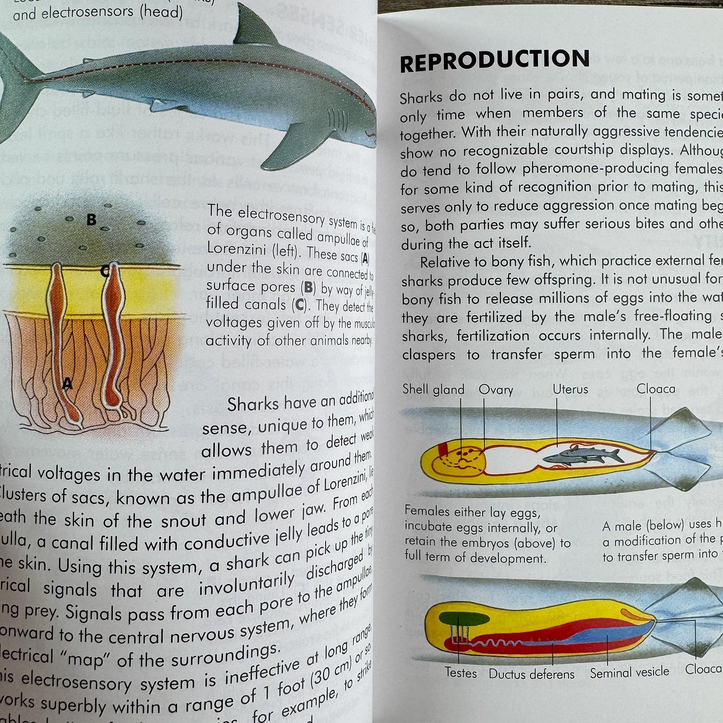 Sharks, A Golden Guide, 2002