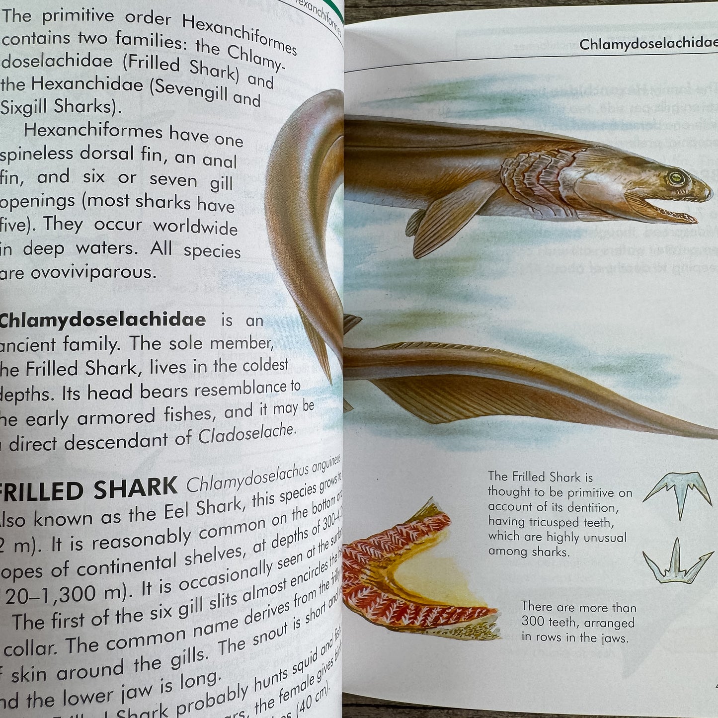 Sharks, A Golden Guide, 2002