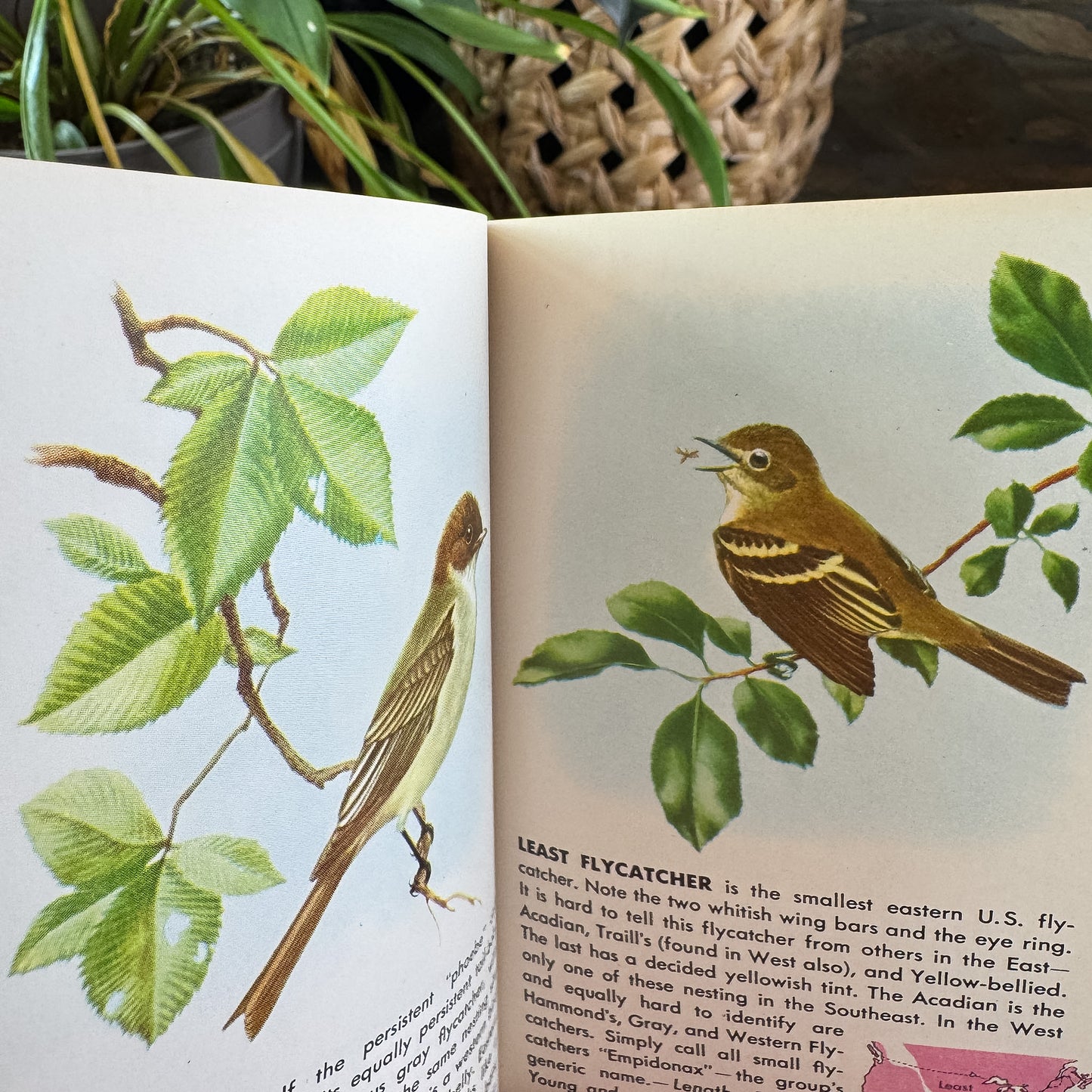 Birds, A Golden Guide, 1956