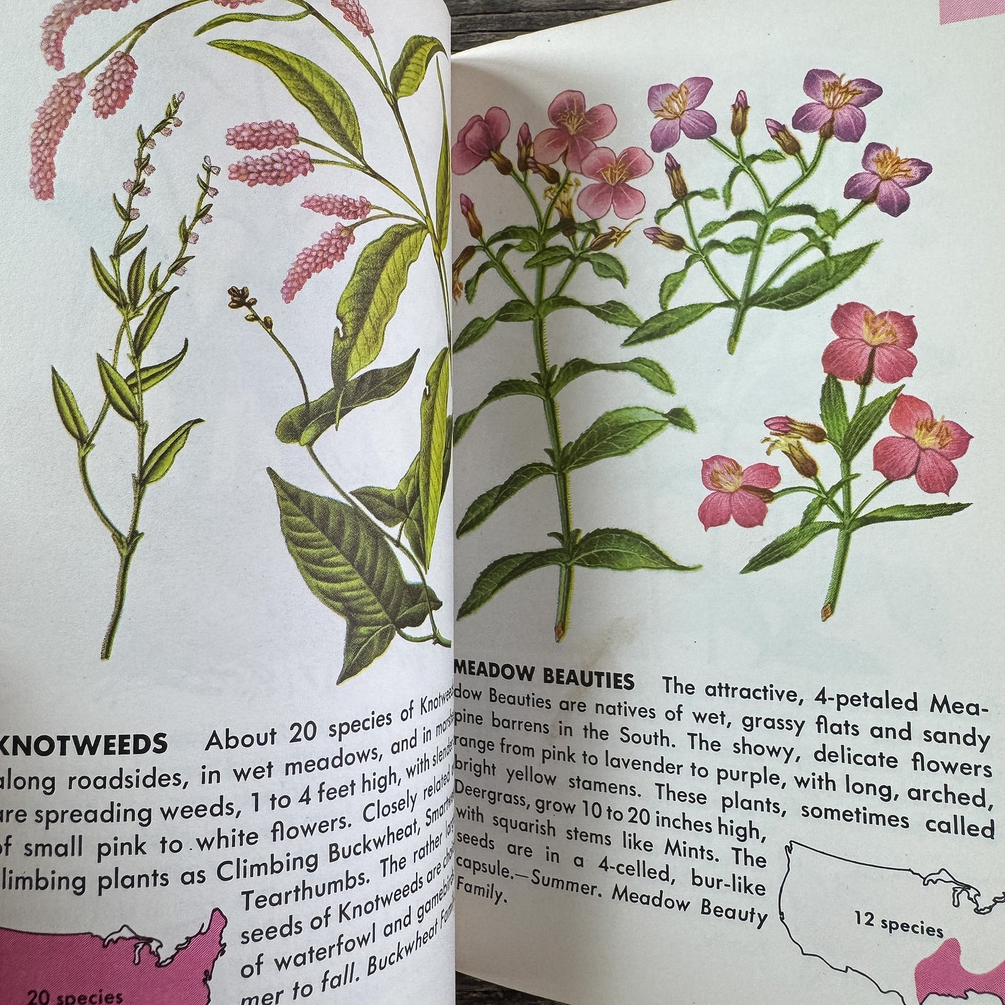 Flowers, A Golden Guide, 1964