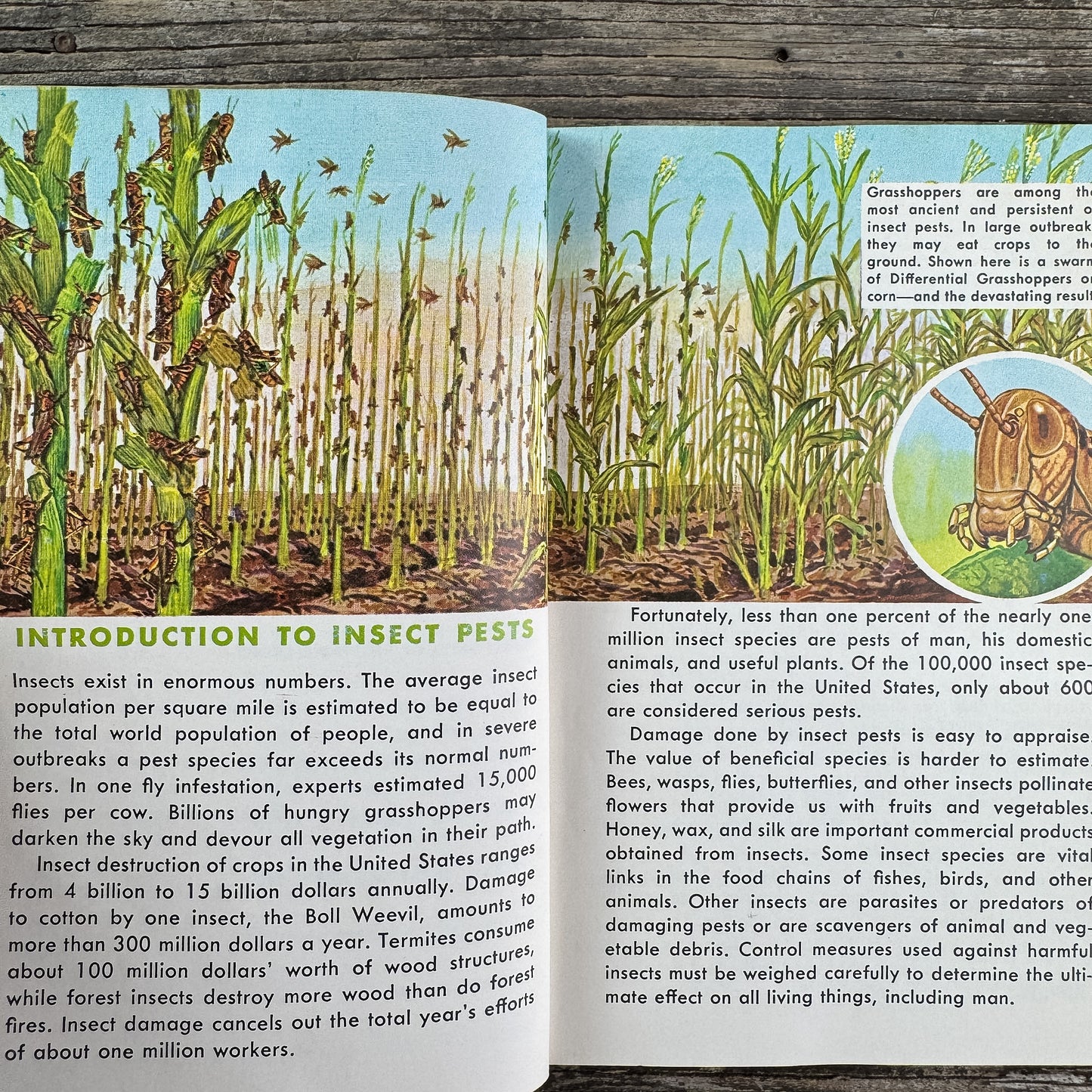 Insect Pests, A Golden Guide, 1966